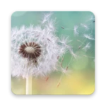 dandelion live wallpapers android application logo